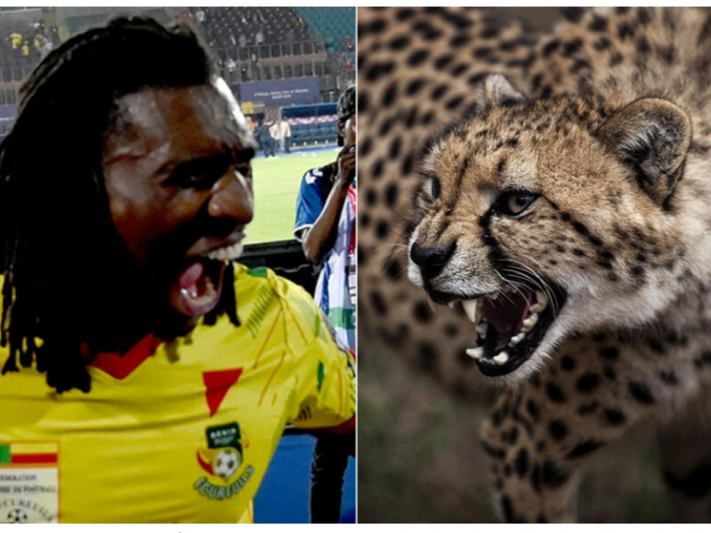 Les joueurs du Bénin troquent leur surnom d'Écureuils pour celui de Guépards. © AFP - Ozan Kose/John Wessels - Montage RFI Texte par : Nicolas Bamba Suivre 4 mn