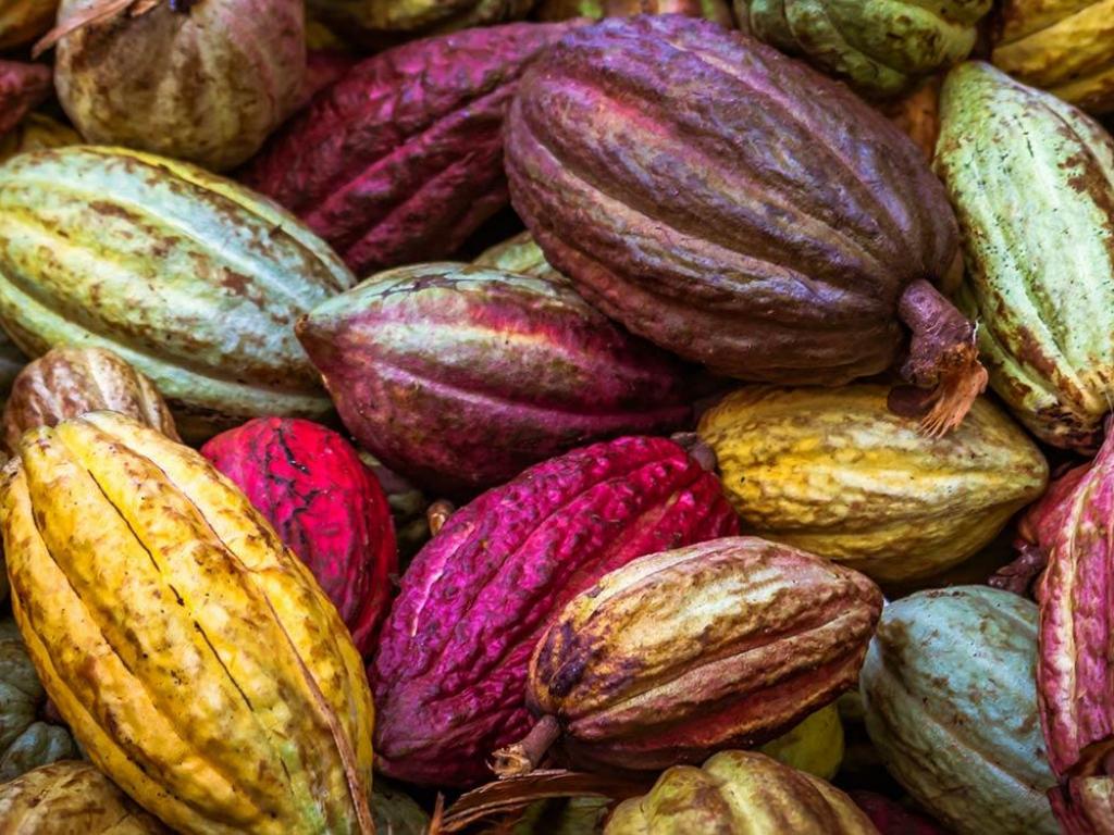 La production du cacao en République Démocratique du Congo (RDC) est évaluée à hauteur de 4 853 tonnes au premier trimestre l’année 2022.