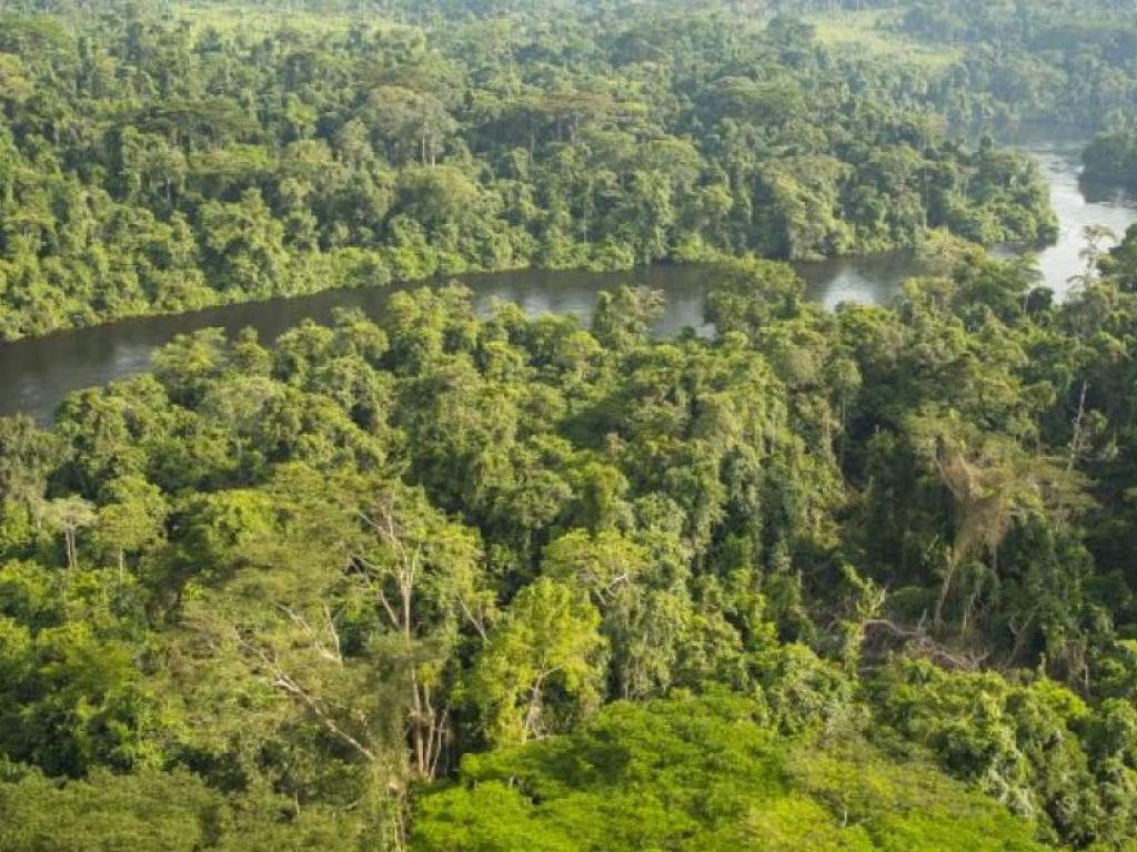 Foret equatoriale