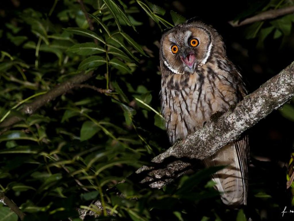 Dans nombre de traditions africaines, le hibou est l’animal le plus associé à la sorcellerie. Il s’agit en effet d’un animal nocturne, qui n’apparaît que dans l’obscurité.