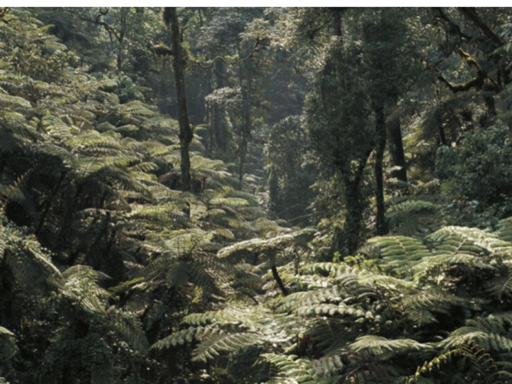 La RDC est le géant forestier de la région. Sa forêt tropicale est la deuxième plus vaste et est parmi celles qui capturent le plus de carbone au monde. Photo by DeAgostini/Getty Images