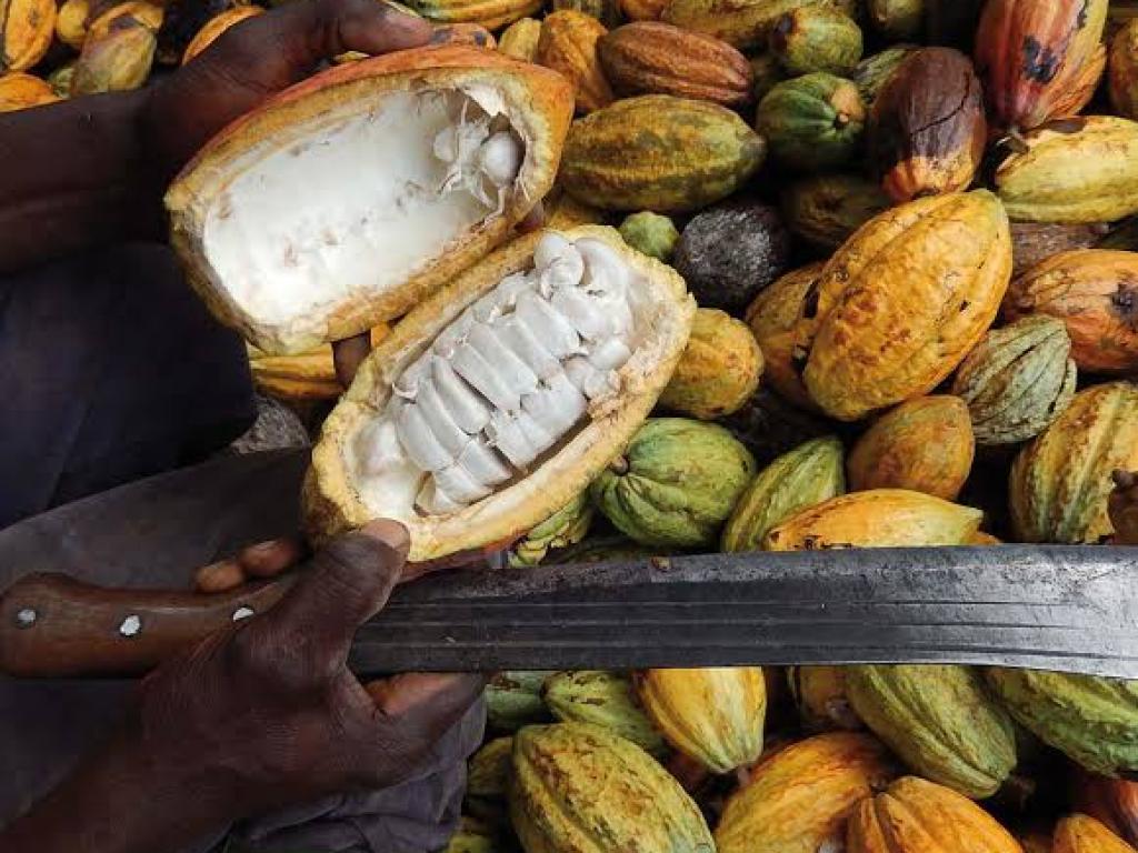 Cueillette du cacaco en RDC