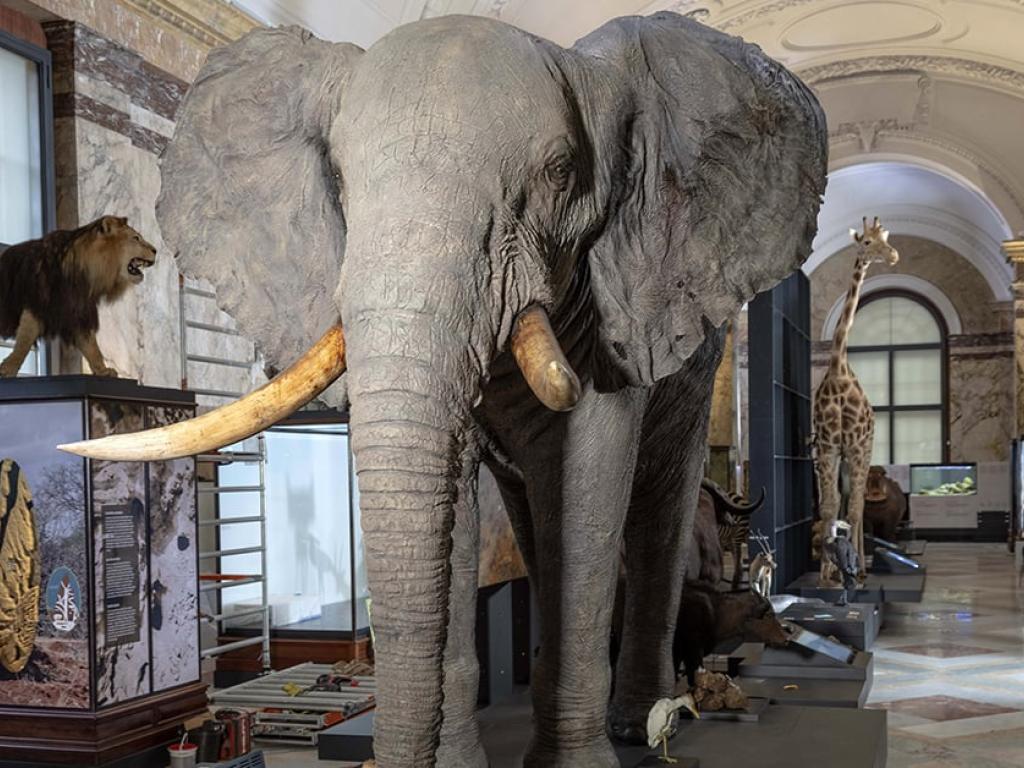 Le Musée royal de l’Afrique centrale de Tervuren, en Belgique, a rouvert en décembre 2018 ses portes sous le nom d’Africa Museum. © Frank Abbeloos/Africamuseum