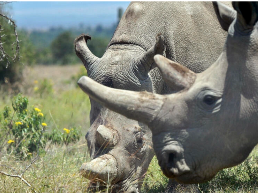 Le dernier groupe de rhinocéros blancs a été réintroduit vendredi dans le parc congolais de la Garamba. (image d'illustration) AFP - TONY KARUMBA