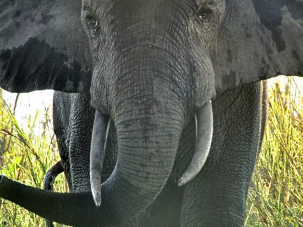 L'éléphant d'Afrique, Loxodonta Africana, dans le parc national de la Garamba en RDC. Getty Images/Aurora/David Santiago Garcia